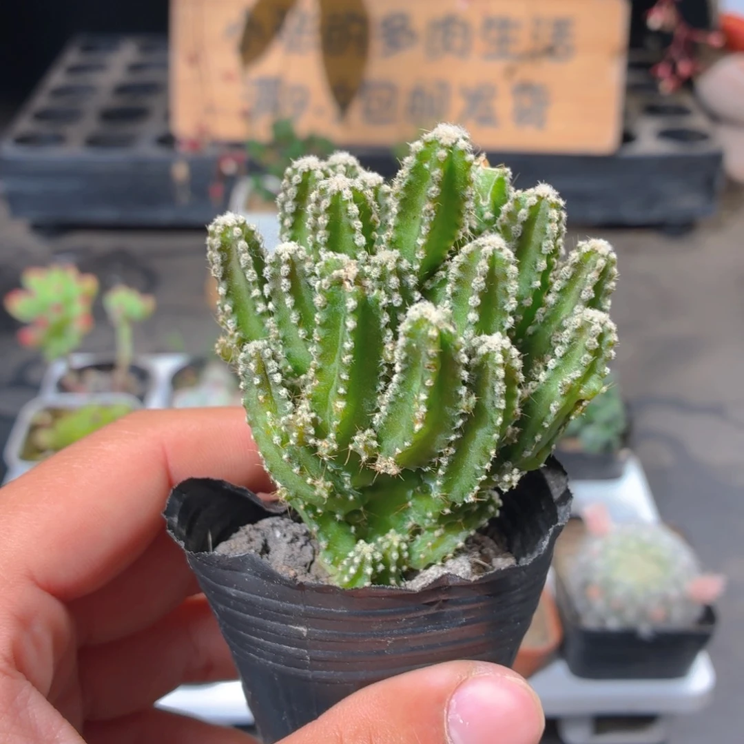 万重山多肉9.9包邮发货