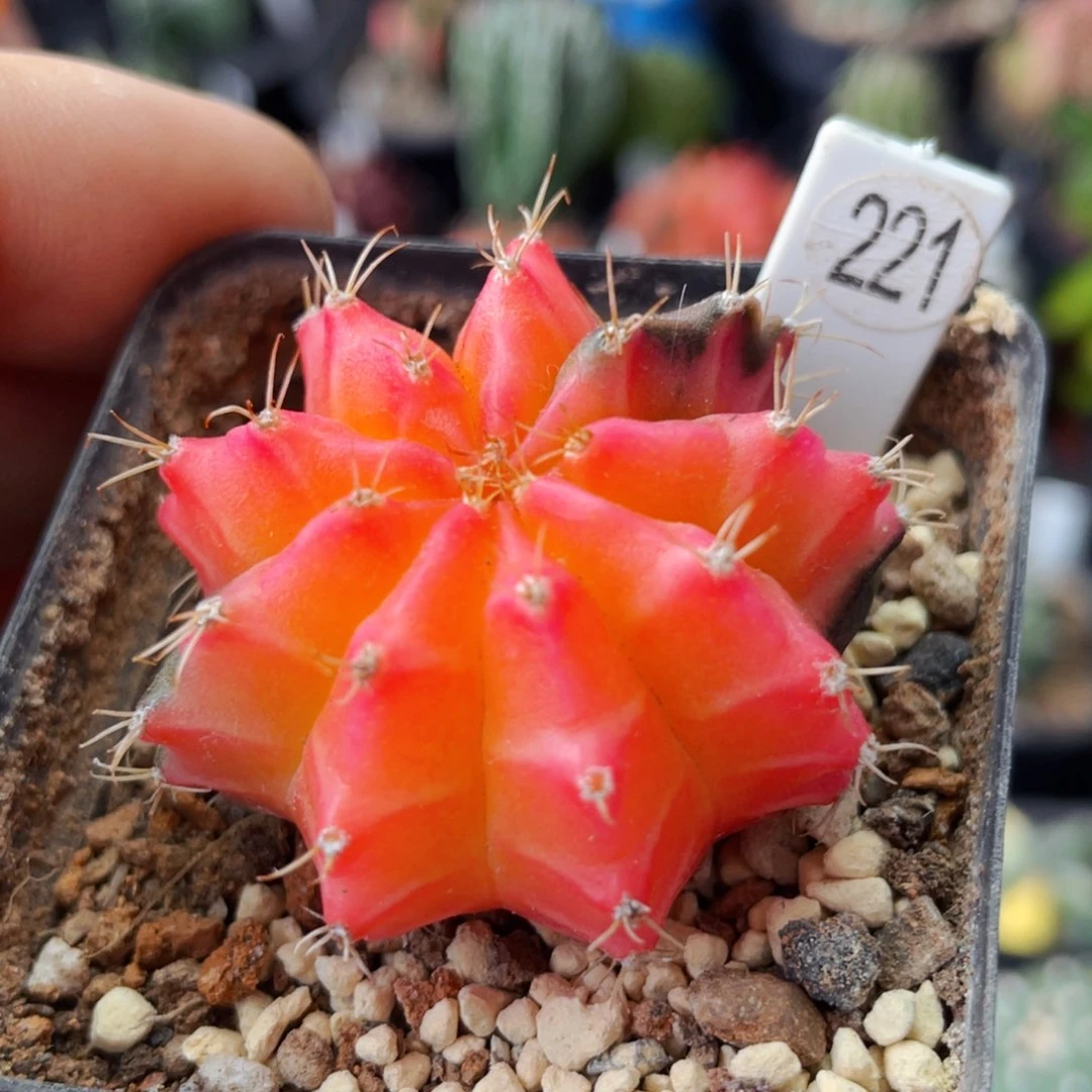 仙人球满28包邮盆口径5公分米哈锦