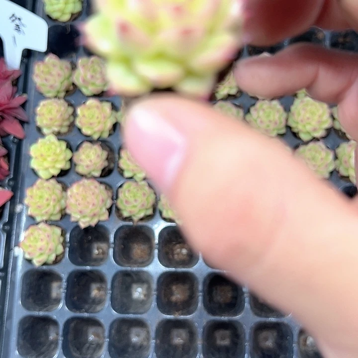 珍妮系 满10颗包邮