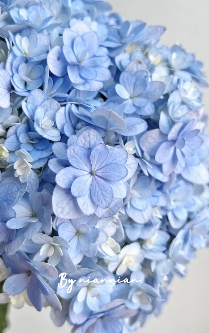 【蓝色佳澄小姐】1加仑盆绣球花 室内外盆栽多年生庭院阳台