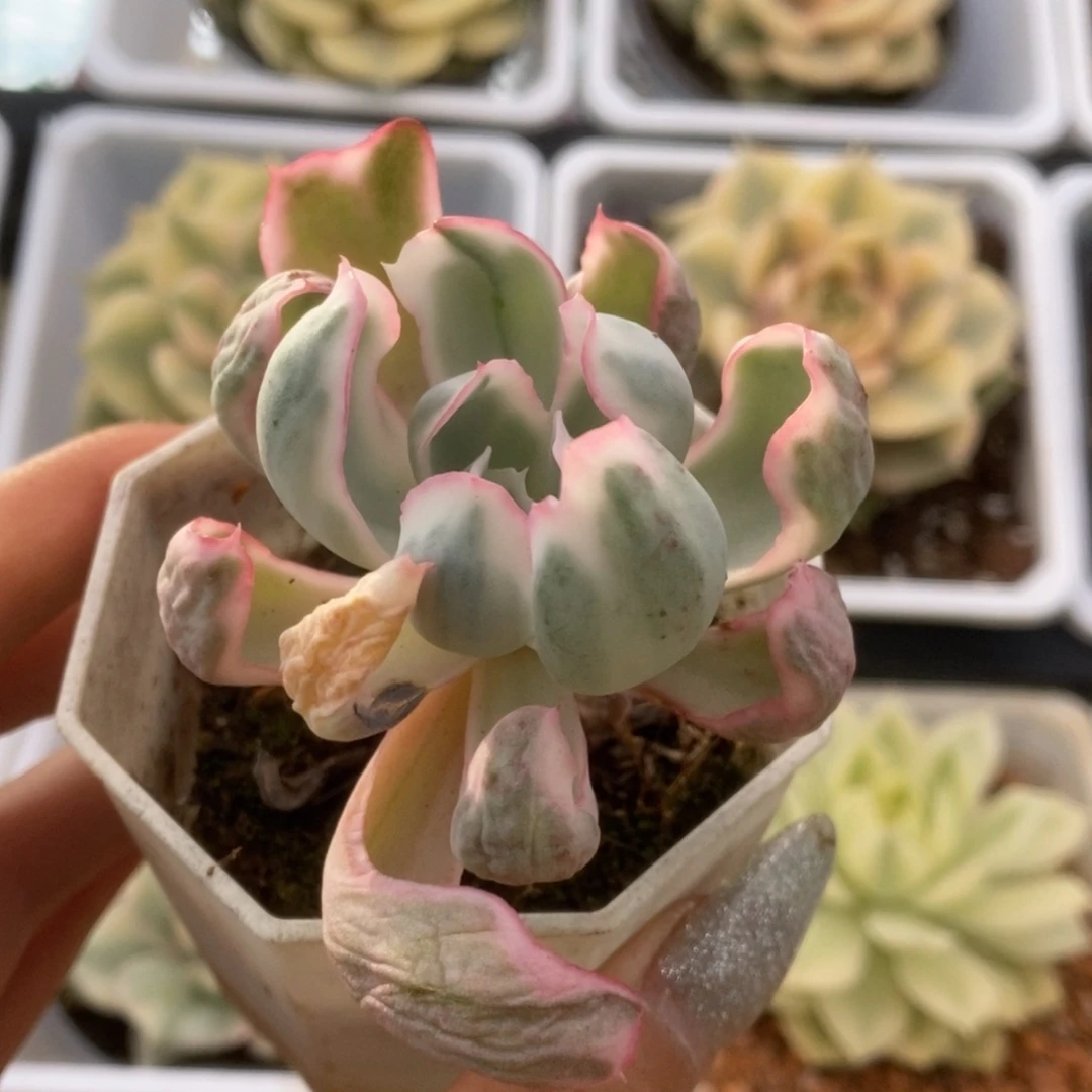 168伯克利锦锦锦锦锦锦锦