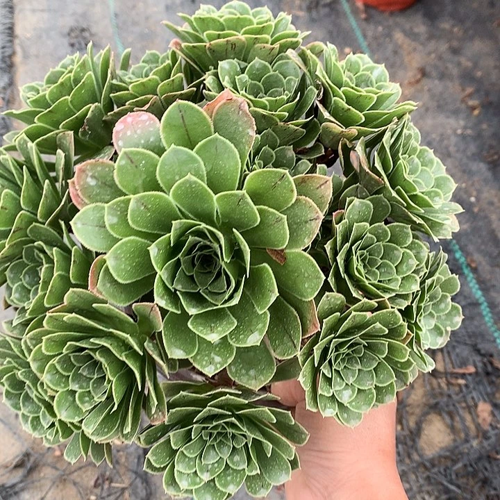 311翡翠玫瑰多肉植物