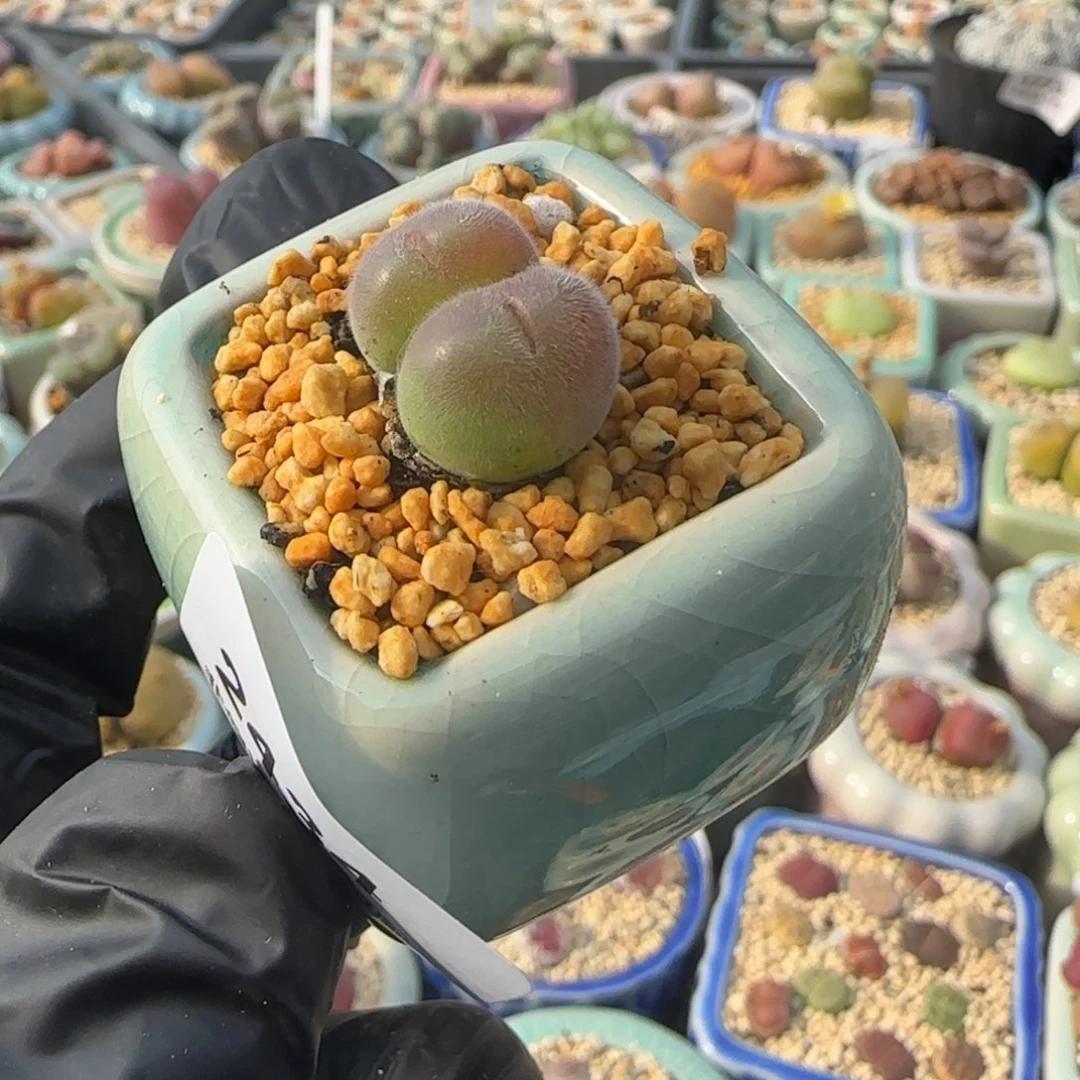 2434--一物一拍 带盆