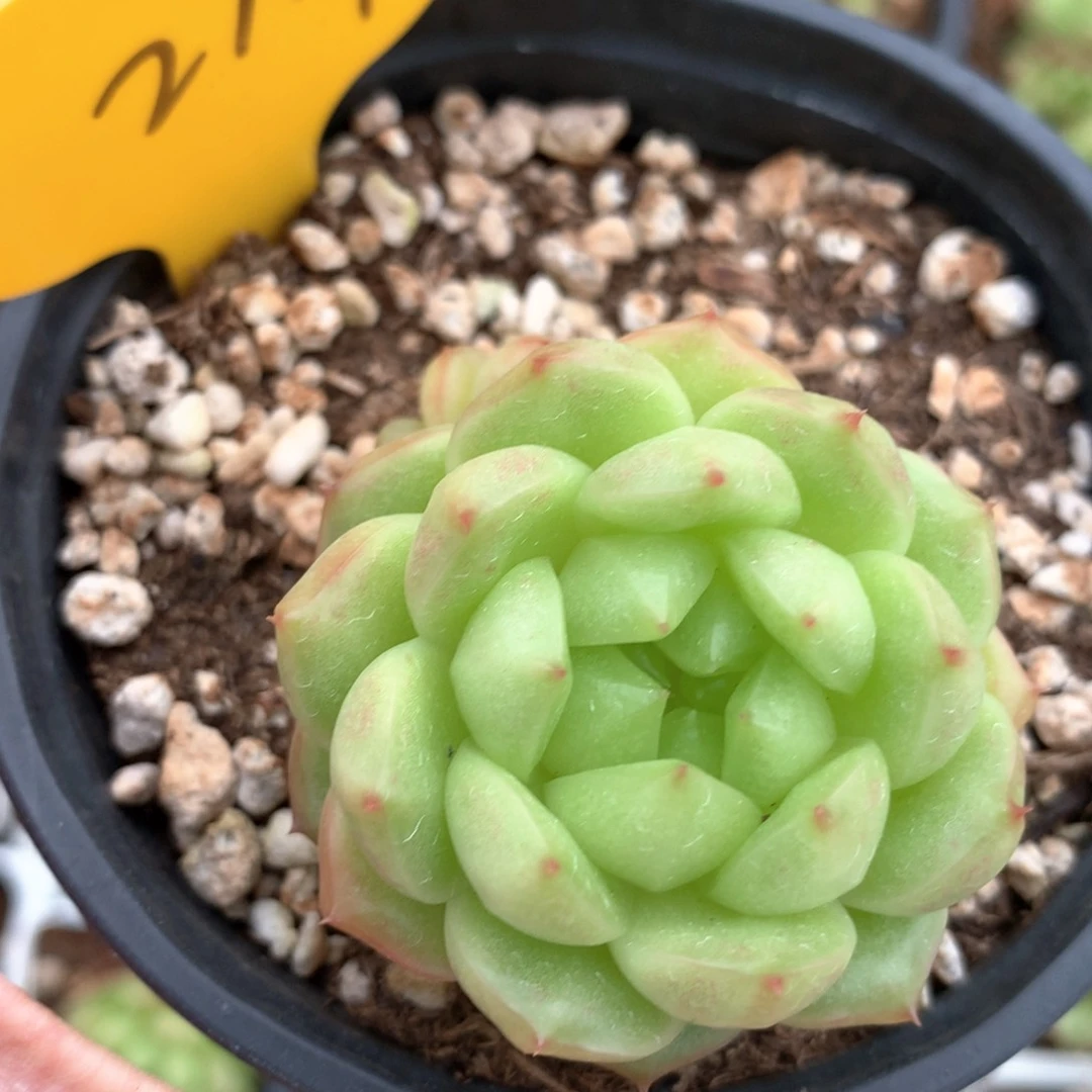 安***财灯泡珍妮专拍2117