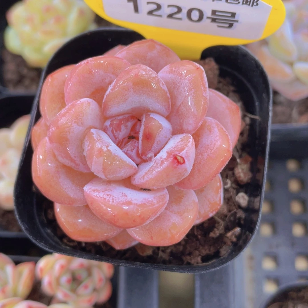 1220号 全状态粉透大白兔