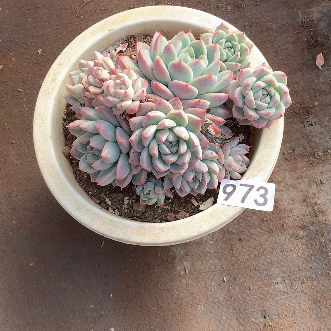 973 一物一拍多肉！