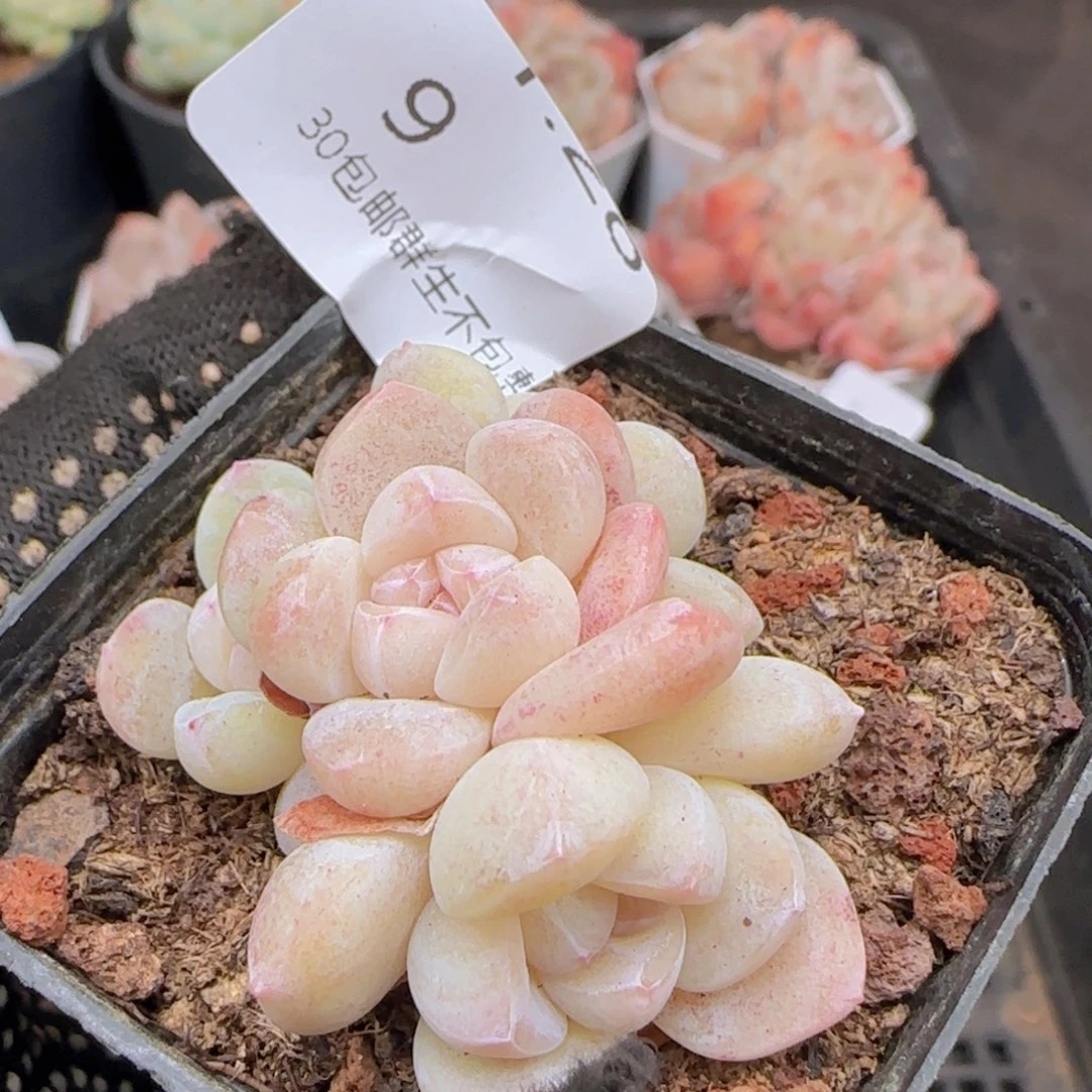 白体糖心冰玉四头一颗