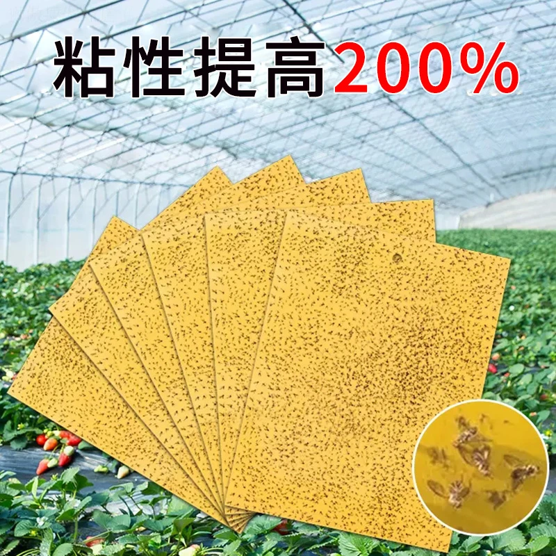【新疆包邮】粘虫板黄板双面小飞虫灭杀实用大棚灭苍蝇贴纸果园果