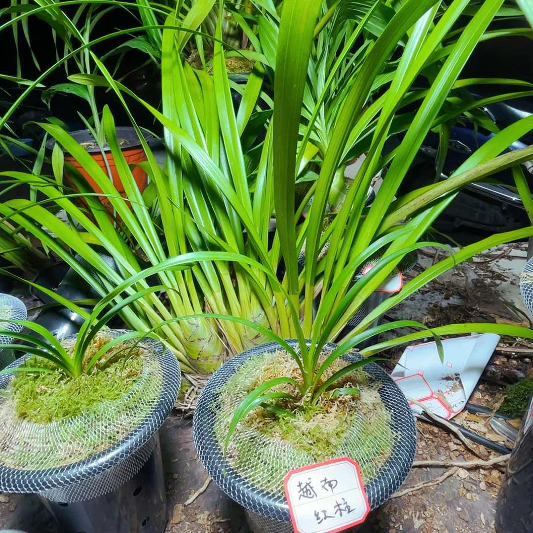 无花朵越南红柱虎头兰