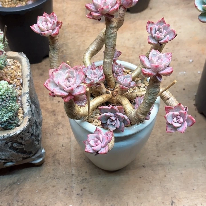 多肉植物，红粉佳人