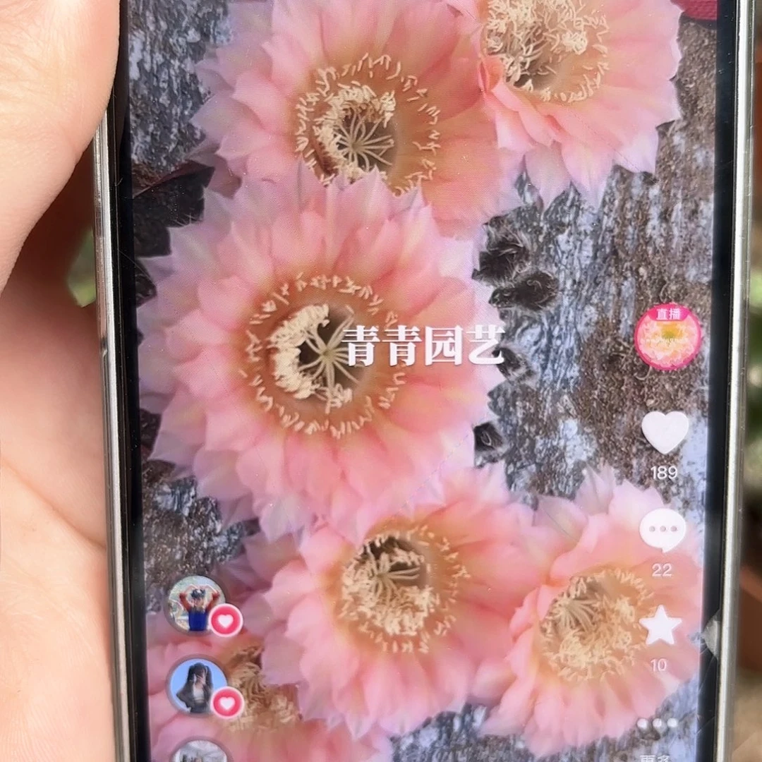 彩草1-7号7公分左右