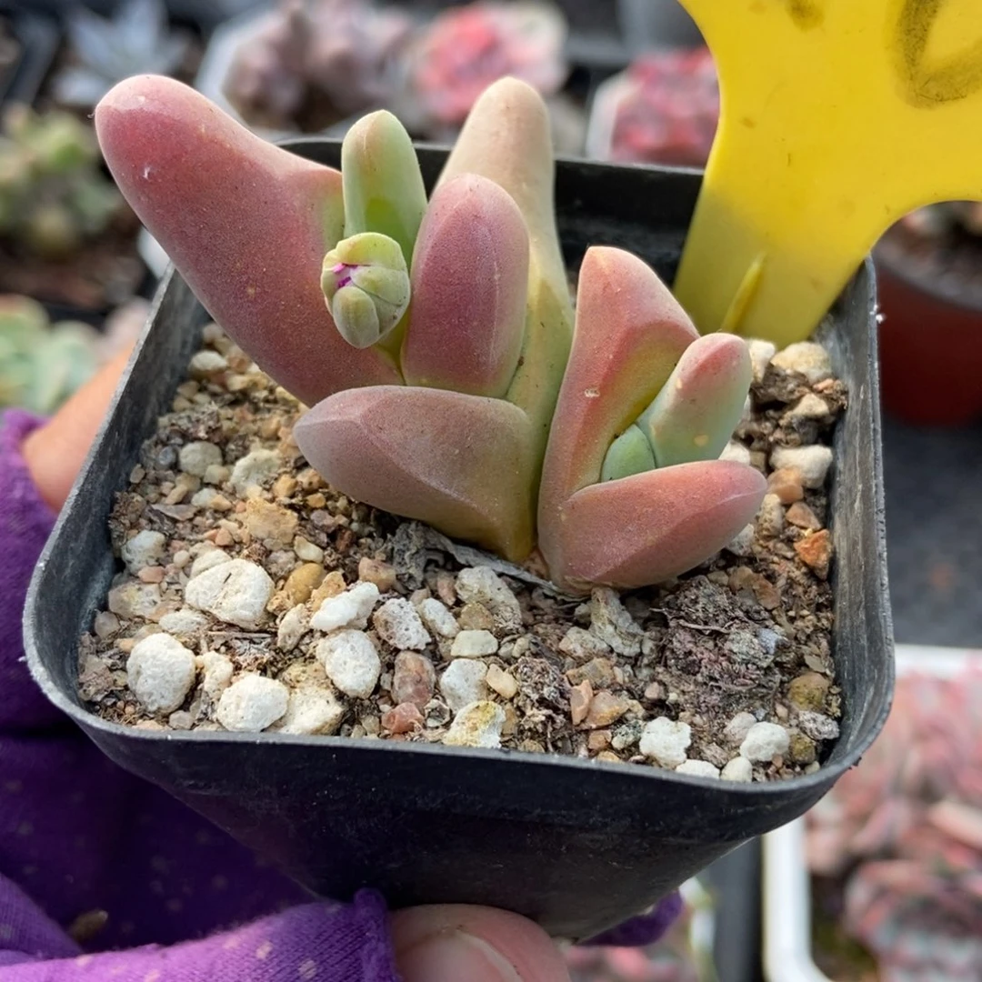 6105肉锥多肉植物