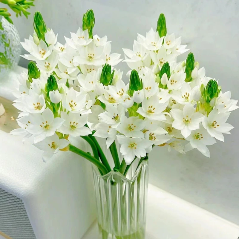 【雀梅】精选白色雀梅家居摆放插花云南鲜花优质鲜切花