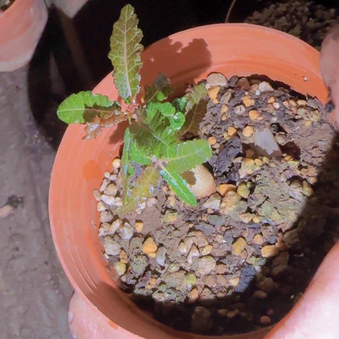 童***忆块根植物块根块根