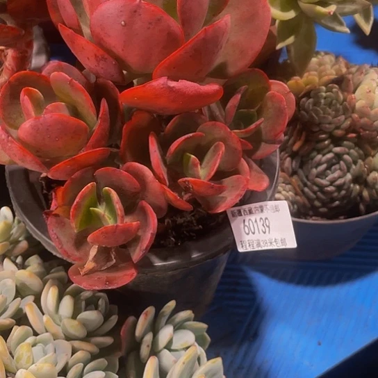 @**?大唐玫瑰60139多肉