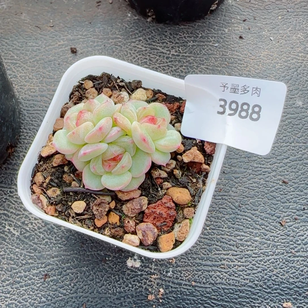 甜心群，3988多肉植物