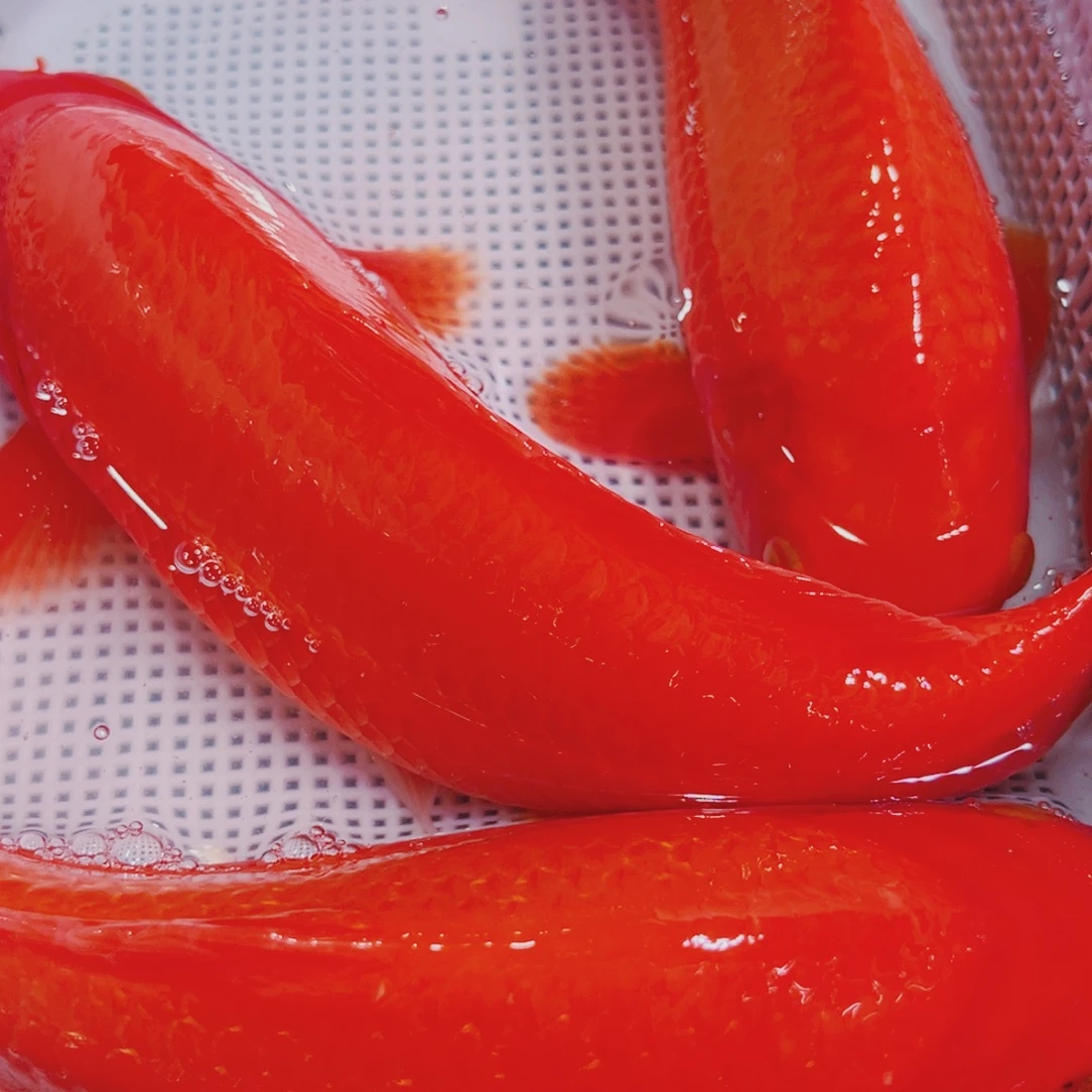 锦鲤锦鲤冷水观赏鱼