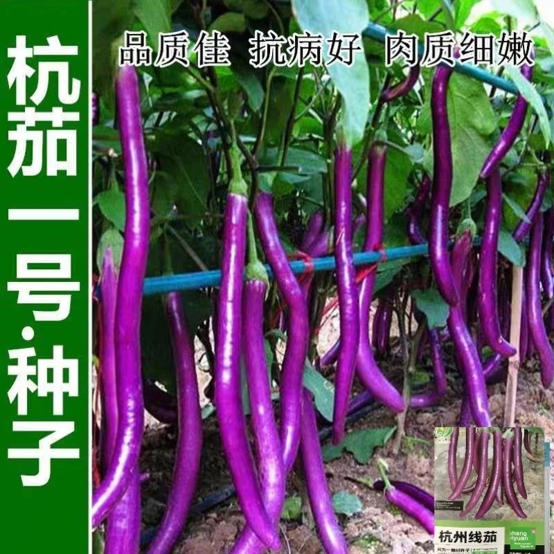 【杭茄一号茄子种子】蔬菜种子