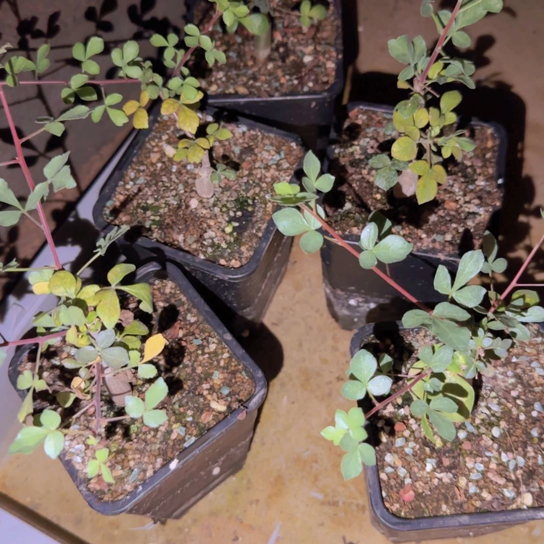 块根植物块根植物