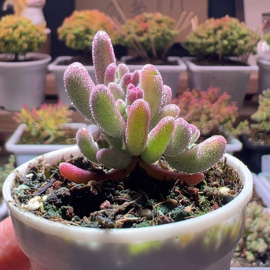 437紫闪光一物一拍包开箱