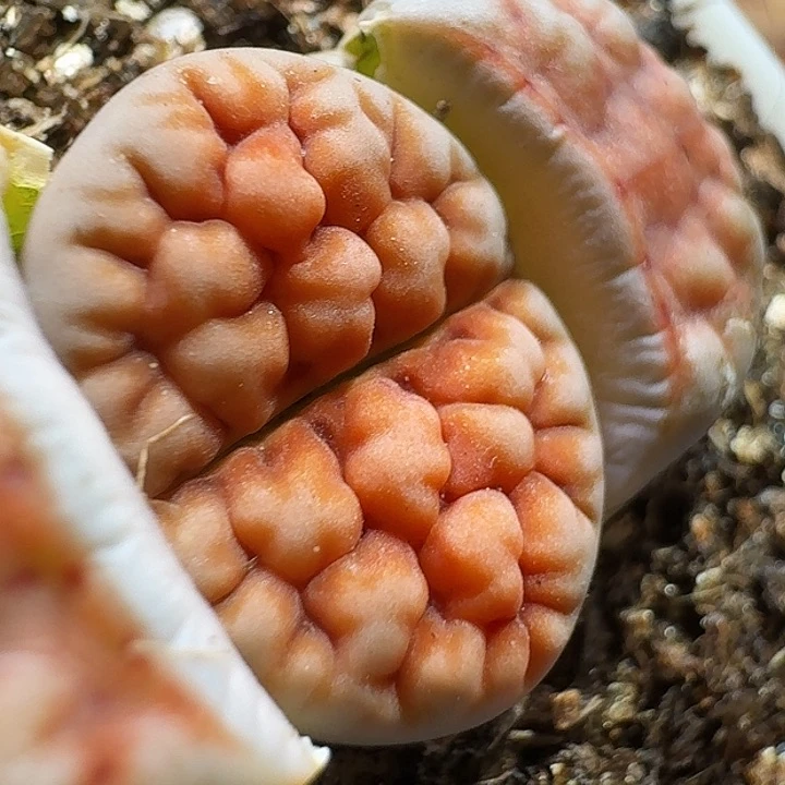 生石花233:：：。 157