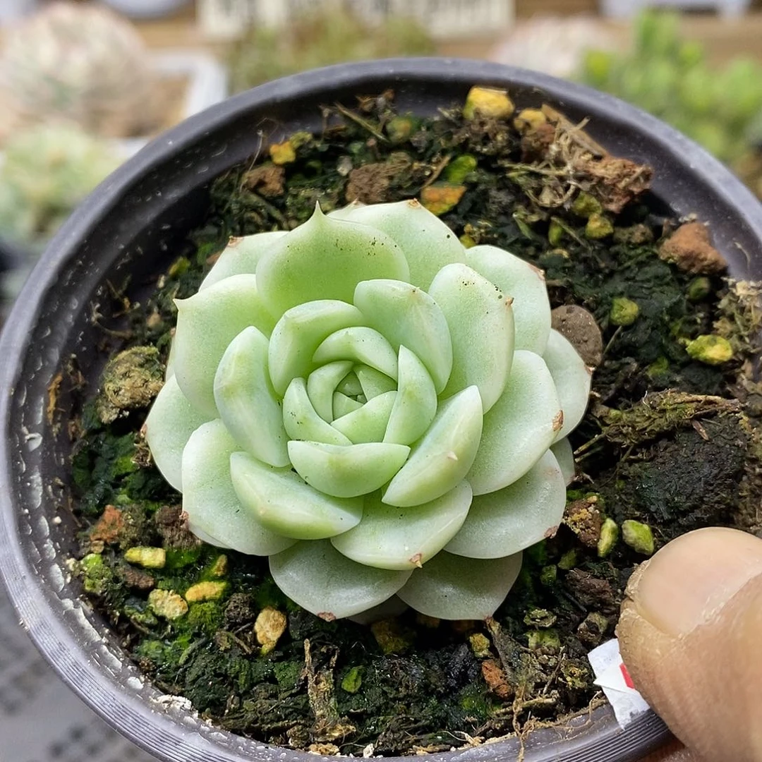 0461 麦秆锦 需延时发货