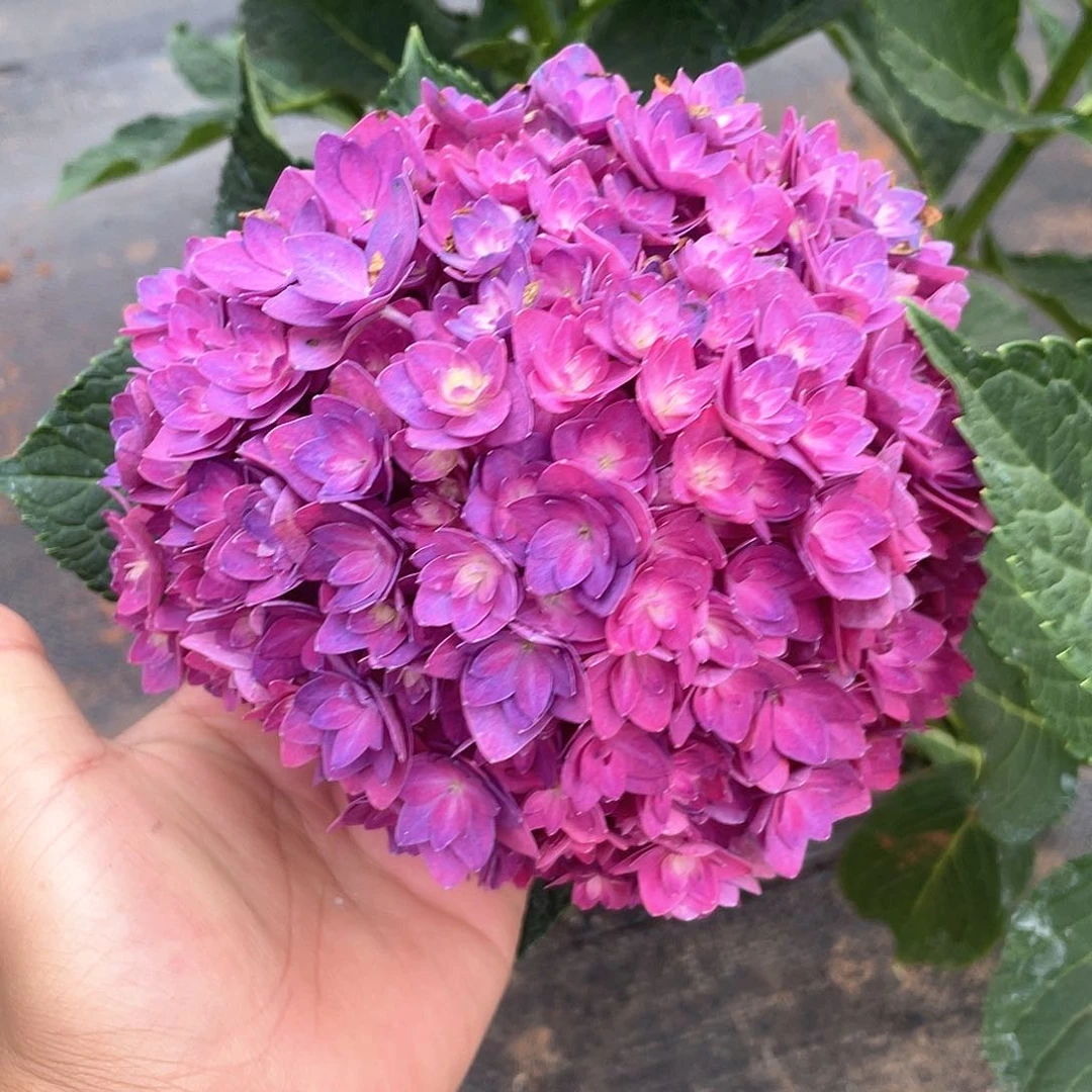 绣球切花一物一拍3枝包邮，314