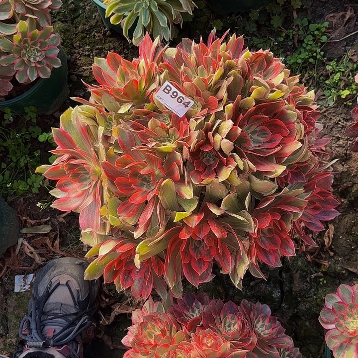 浣纱8-36-964偏远不包邮