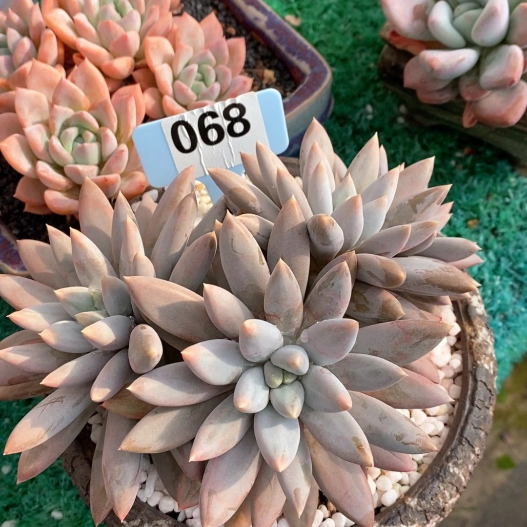 哥特萝莉多肉植物盆栽