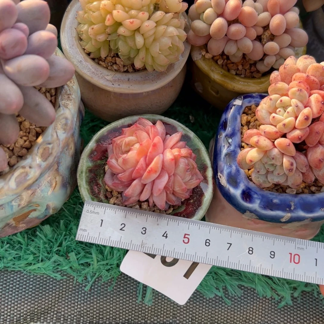 ?*?231 多肉植物组合盆栽