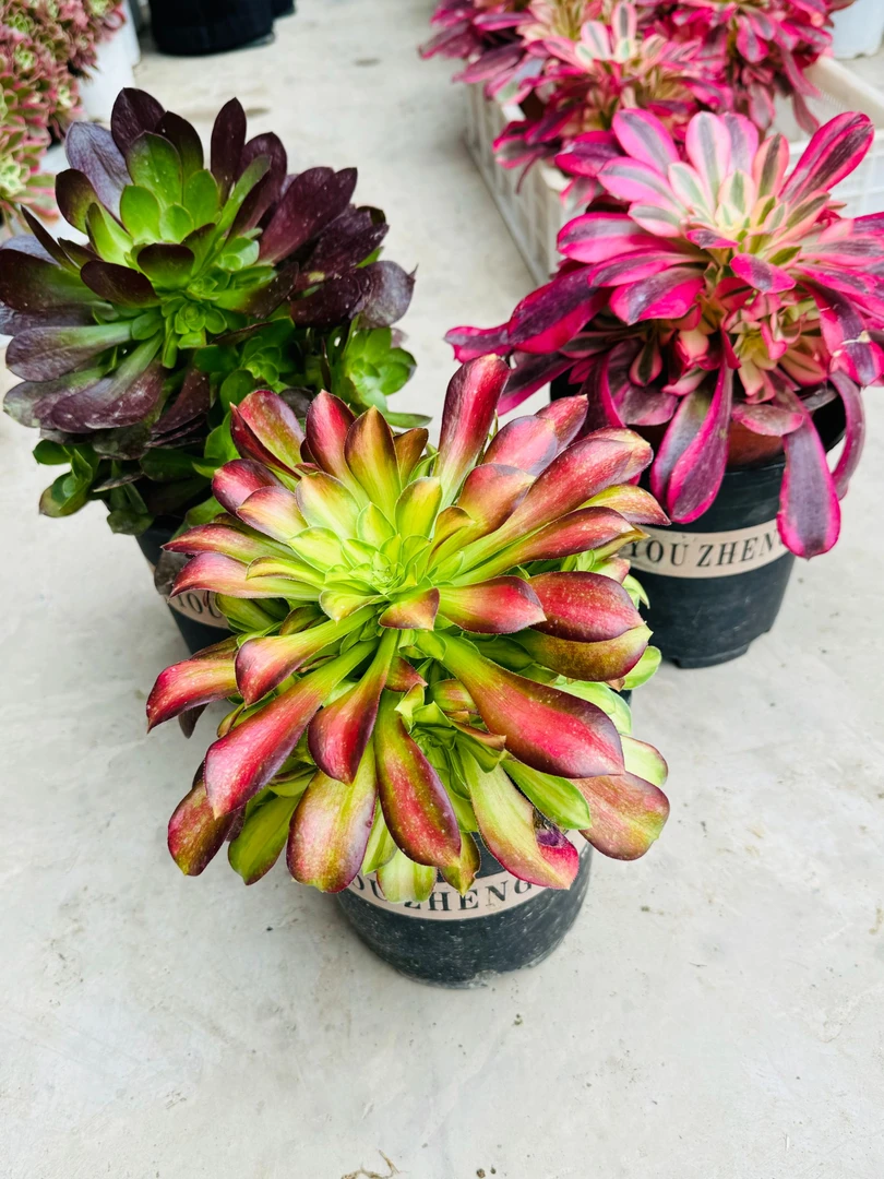 美杜莎韶华黑精灵法师组合大嘴多肉脱土裸根发货打包会收缩直播