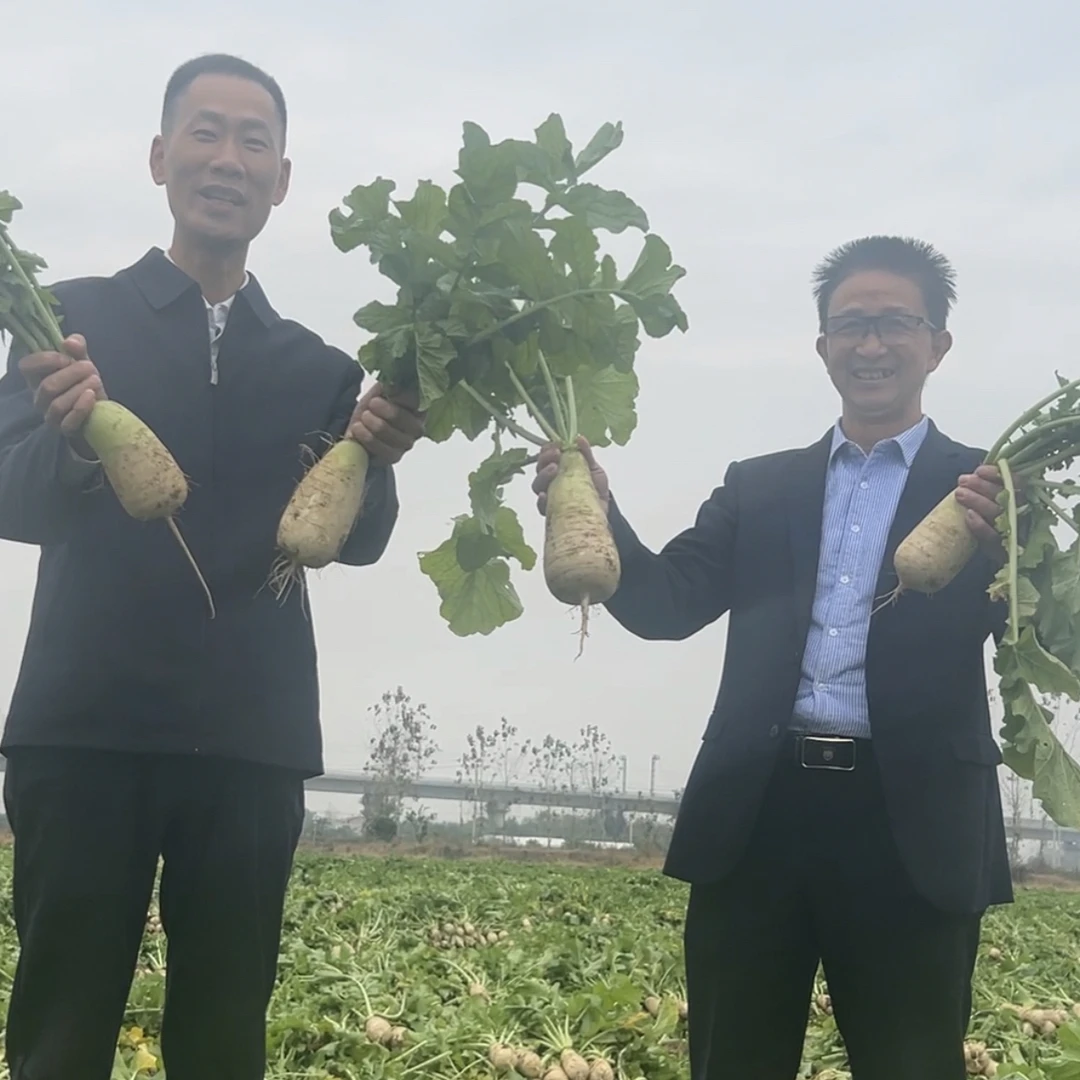 【地理标志产品】黄州萝卜沙质土壤种植新鲜现挖现发露天种植白萝卜