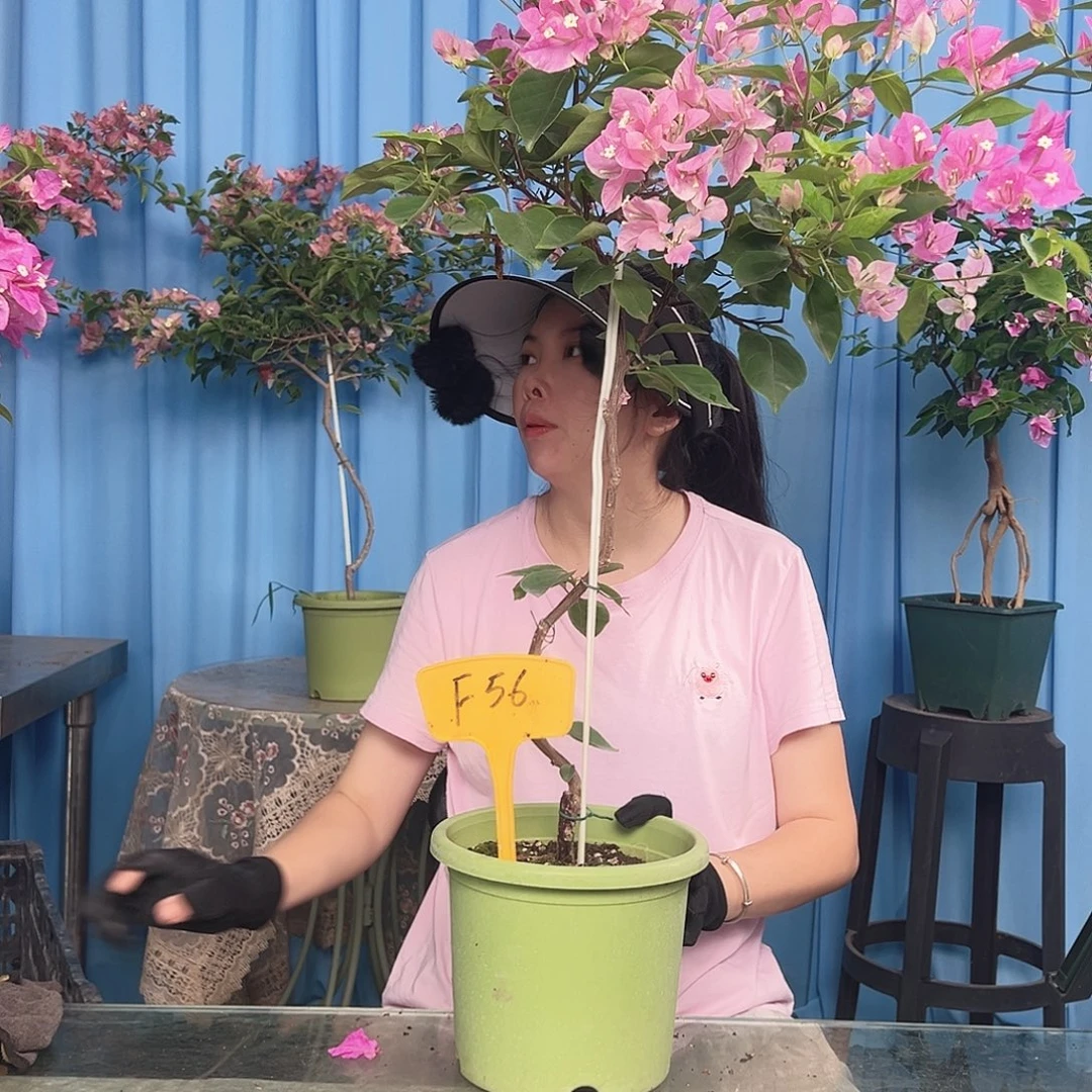 香***姐大部分开放少量花苞F56广红樱