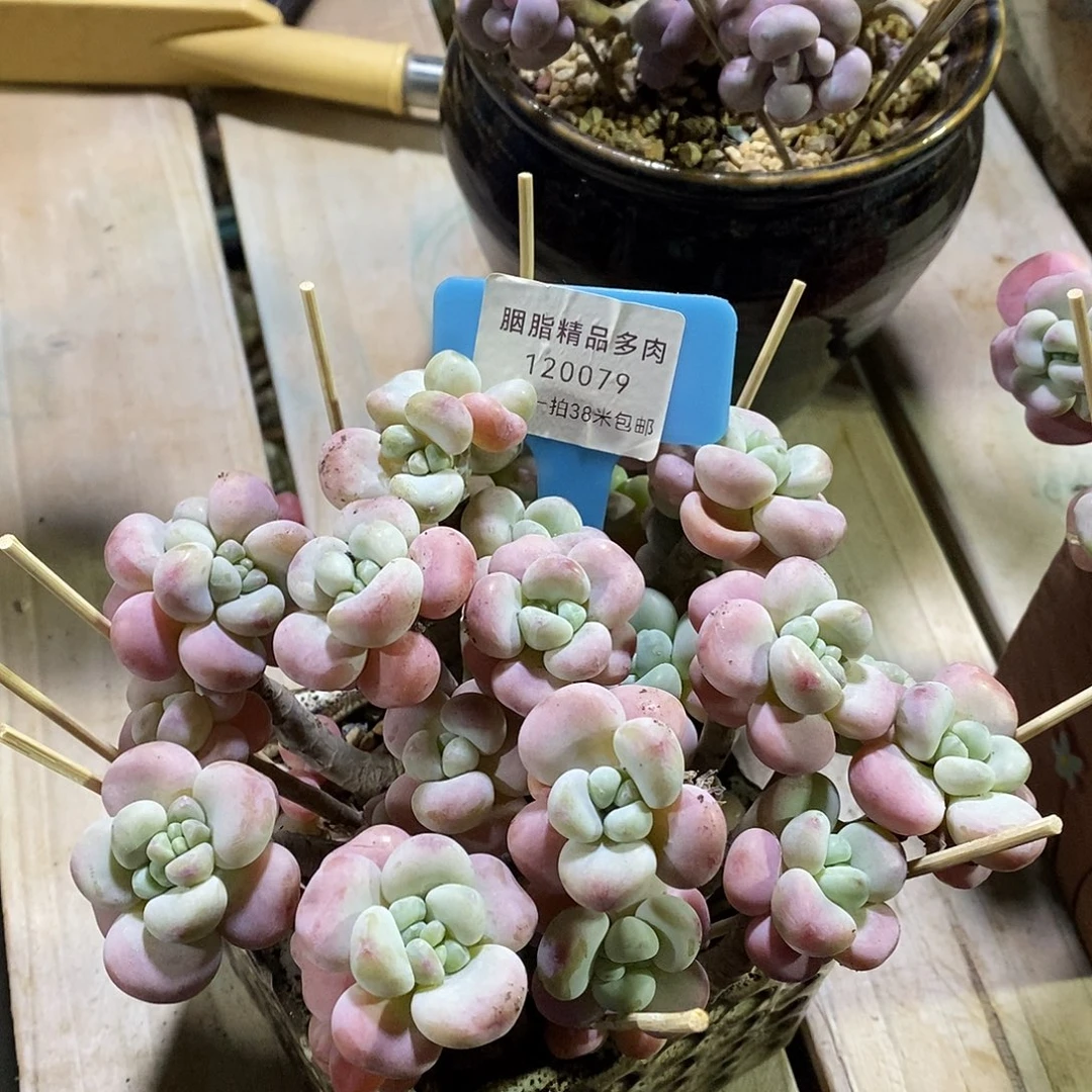 120079，额无哦哦咯小雨