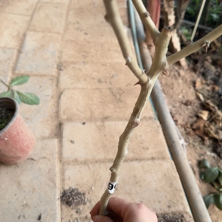 柠***夏990嫁接蟹爪兰：3分枝叶仙杆（脱盆）