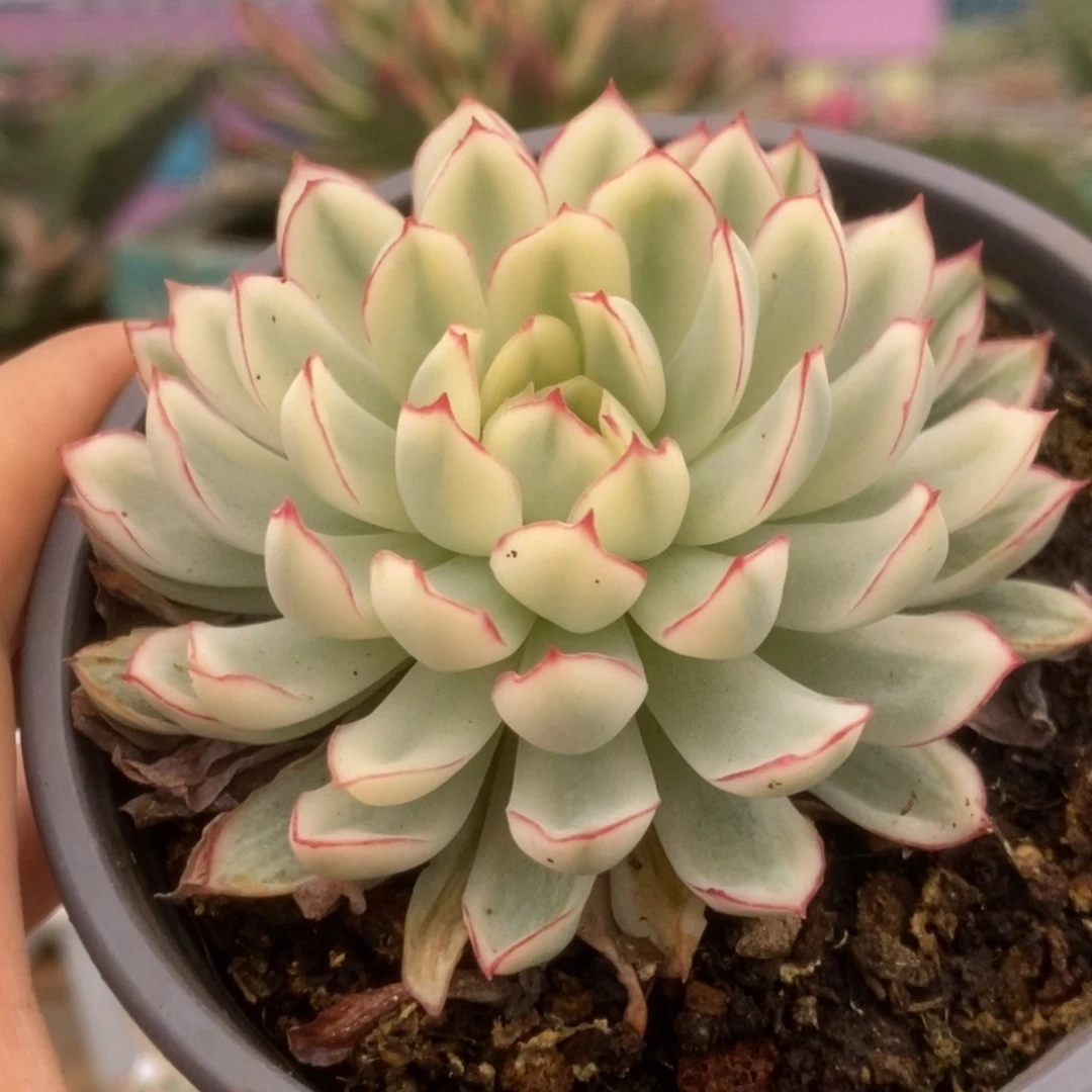 364白覆轮梦幻玫瑰锦