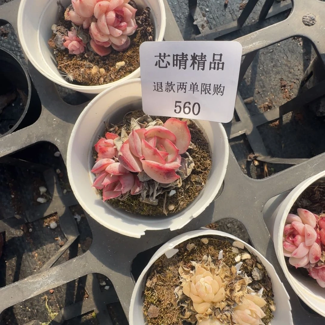 S****.闪购精品多肉560号