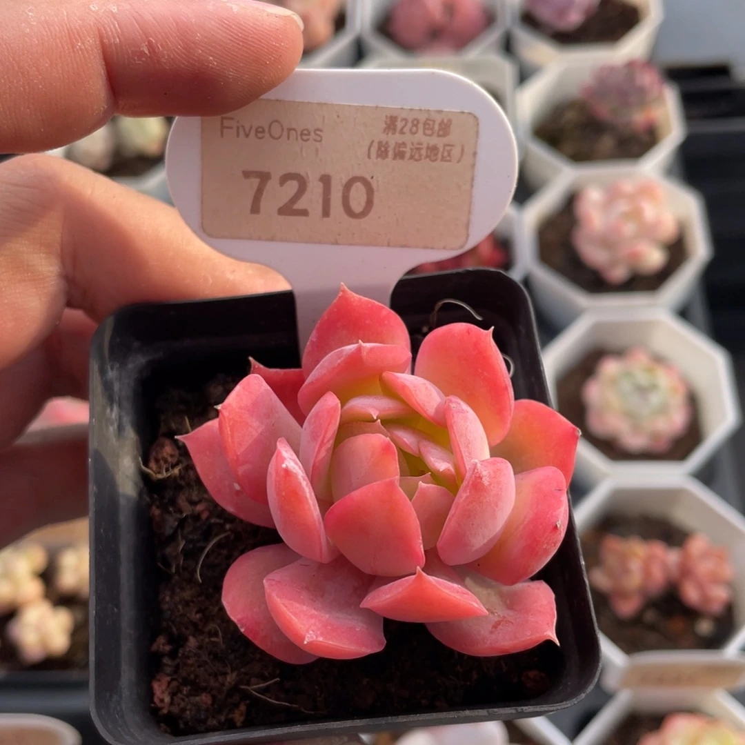 绮罗7210-5.5厘米