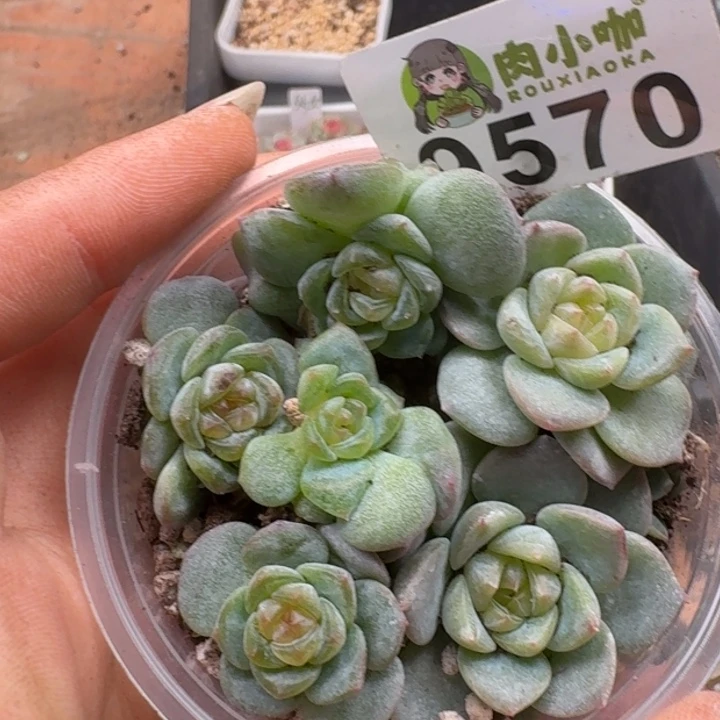 多肉植物多肉植物