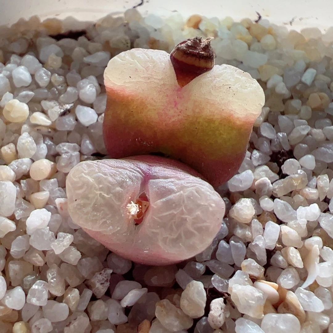 223-134多肉粉透毛