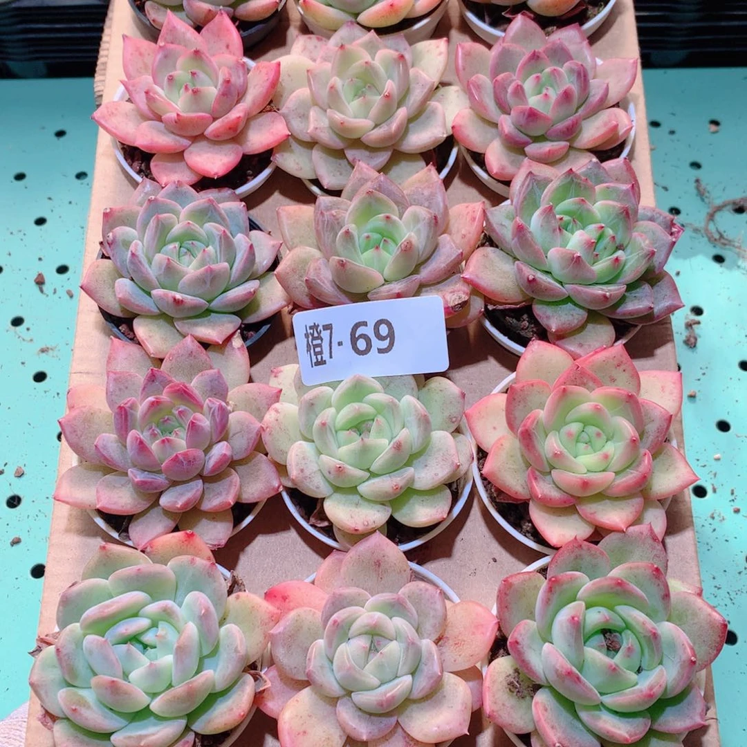 7-69一物一拍多肉带盆18颗