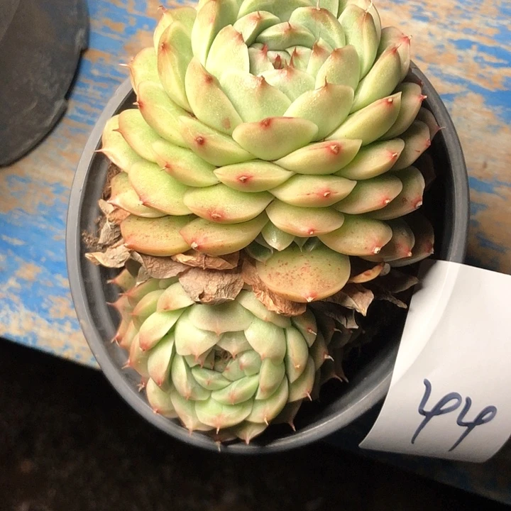 黑*州44/////////////