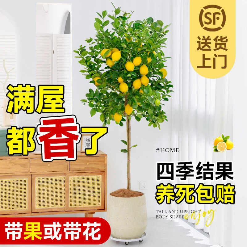 香水柠檬果盆栽绿植室内外观赏庭院阳台四季开花结果