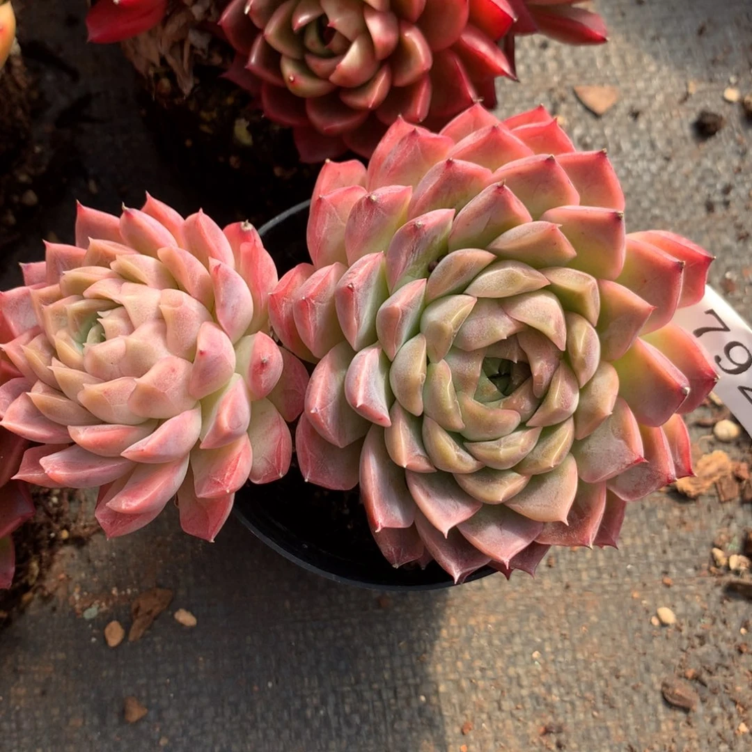 792新年快乐发发发