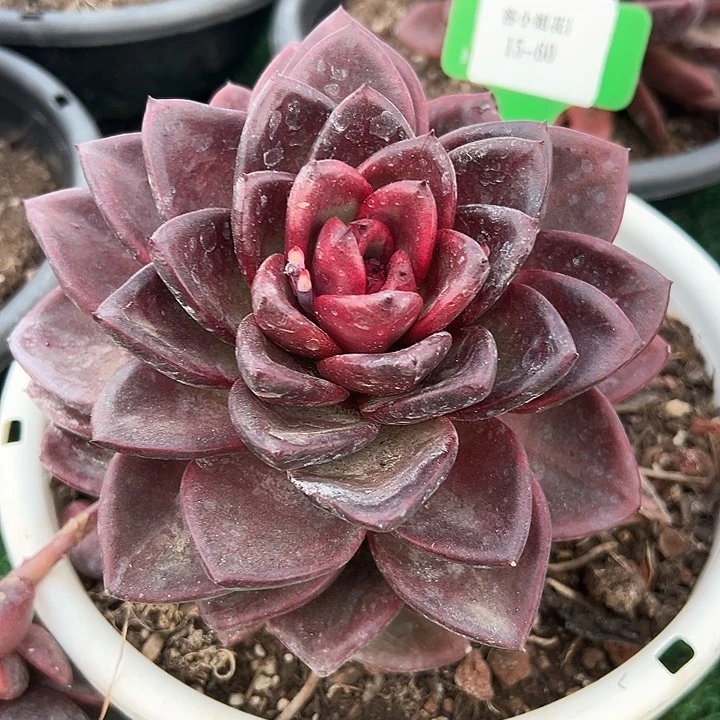 15.60太阳宝石一个多肉