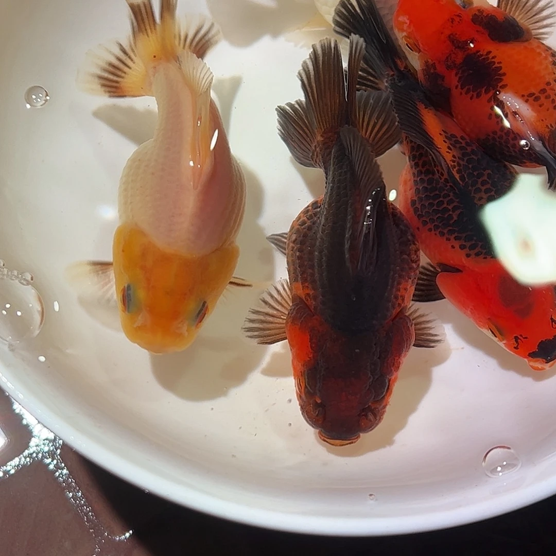 海水龙行天下玛丽一组5条