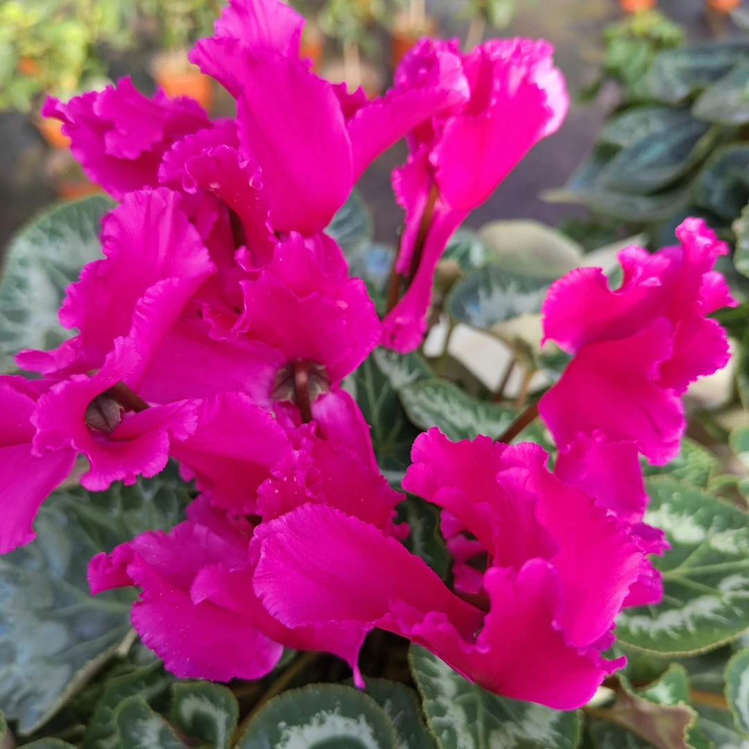 1.3加仑盆精品仙客来盆栽带花苞发货四季开花室内花卉好养