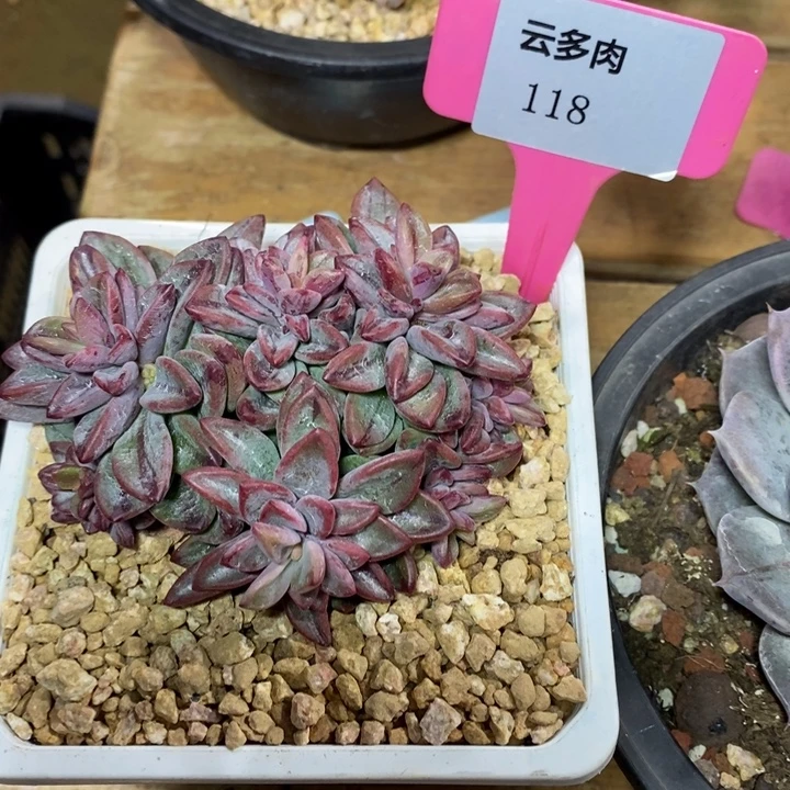 D118- 直播福利紫心锦