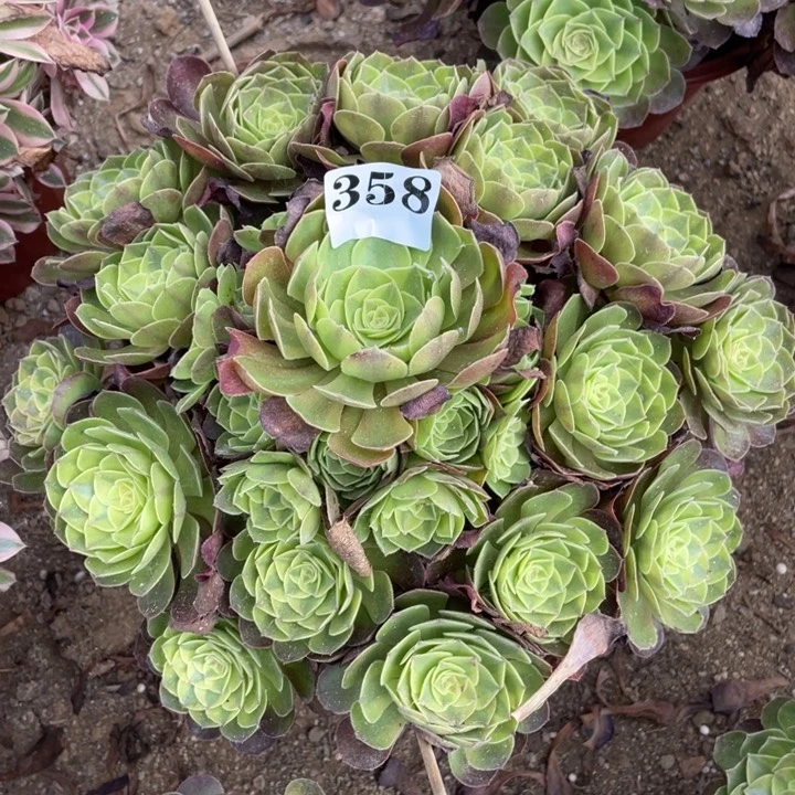 散****无花朵358多肉植物雨荷植物