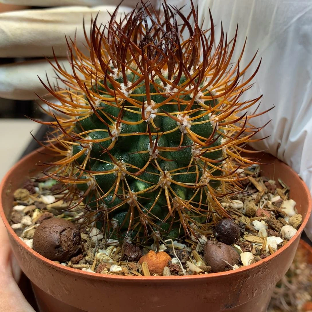 自根  逆豹 整体6公分起发